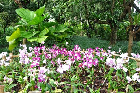  海南島熱帯植物園！緑豊かな楽園で南国の花々を満喫しよう！