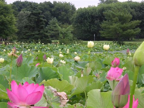 蓮池公園！歴史と自然が織りなす壮麗なる景観を体感せよ！